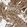 Anti-PDE3A Antibody