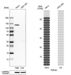 Western blot analysis in human cell lines HeLa and HEK293 using Anti-PDE3A antibody. Corresponding PDE3A RNA-seq data are presented for the same cell lines. Loading control: Anti-HSP90B1.