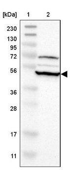 Anti-RNF130 Antibody