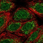 Immunofluorescent staining of human cell line MCF7 shows localization to nucleus, nuclear membrane & mitochondria.