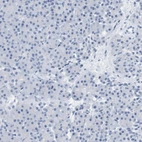 Immunohistochemical staining of human pancreas shows no positivity in exocrine glandular cells as expected.