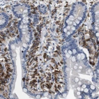 Anti-CD300C Antibody