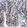 Anti-CD300C Antibody