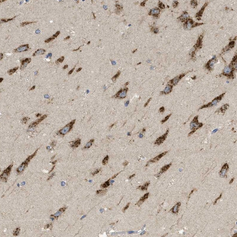 Anti-C19orf18 Antibody