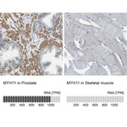 Anti-MYH11 Antibody