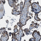 Immunohistochemical staining of human placenta shows high expression.
