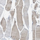 Immunohistochemical staining of human skeletal muscle shows low expression as expected.