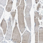 Immunohistochemical staining of human skeletal muscle shows low expression as expected.