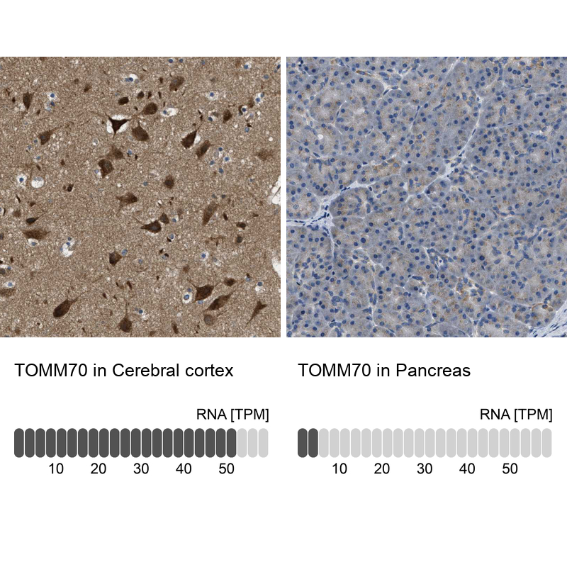 Anti-TOMM70 Antibody