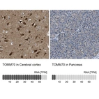 Anti-TOMM70 Antibody