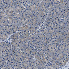Immunohistochemical staining of human Pancreas shows very weak granular cytoplasmic positivity in exocrine glandular cells.