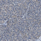 Immunohistochemical staining of human Pancreas shows very weak granular cytoplasmic positivity in exocrine glandular cells.