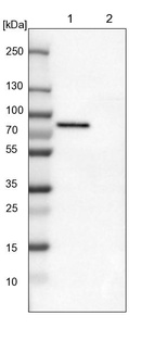 Lane 1: NIH-3T3 cell lysate (Mouse embryonic fibroblast cells)_br/_Lane 2: NBT-II cell lysate (Rat Wistar bladder tumour cells)