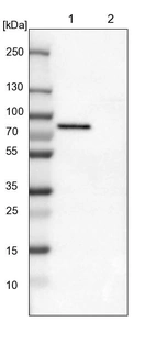 Lane 1: NIH-3T3 cell lysate (Mouse embryonic fibroblast cells)_br/_Lane 2: NBT-II cell lysate (Rat Wistar bladder tumour cells)