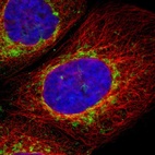 Immunofluorescent staining of human cell line A-431 shows localization to mitochondria.