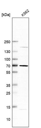 Western blot analysis in human cell line K562.
