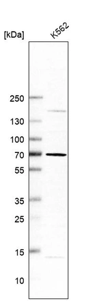 Western blot analysis in human cell line K562.