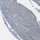 Immunohistochemical staining of human skeletal muscle shows very weak cytoplasmic positivity in myocytes as expected.