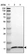 Anti-TMEM141 Antibody