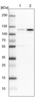 Lane 1: NIH-3T3 cell lysate (Mouse embryonic fibroblast cells)_br/_Lane 2: NBT-II cell lysate (Rat Wistar bladder tumour cells)