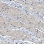 Anti-TNFAIP1 Antibody