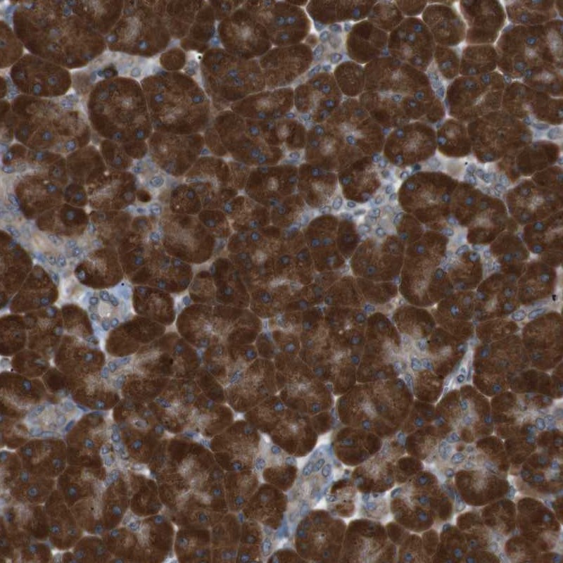 Anti-TMED9 Antibody