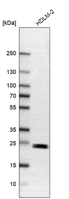 Western blot analysis in human cell line HDLM-2.