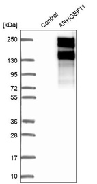 Western blot analysis in control (vector only transfected HEK293T lysate) and ARHGEF11 over-expression lysate (Co-expressed with a C-terminal myc-DDK tag (~3.1 kDa) in mammalian HEK293T cells, LY404959).