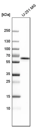 Western blot analysis in human cell line U-251 MG.