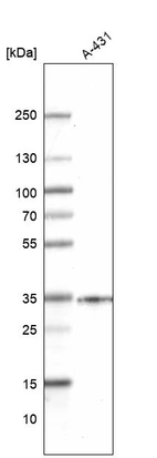 Western blot analysis in human cell line A-431.