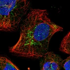 Immunofluorescent staining of human cell line A-431 shows localization to nucleoplasm & mitochondria.