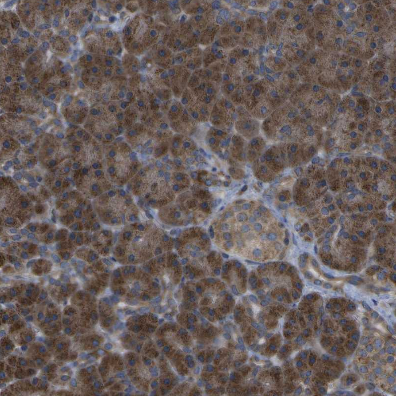 Anti-DPM3 Antibody