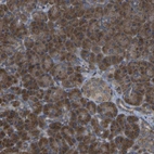 Anti-DPM3 Antibody