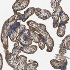 Immunohistochemical staining of human placenta shows strong membranous positivity in trophoblastic cells.