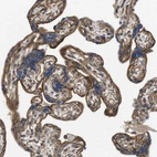 Immunohistochemical staining of human placenta shows strong membranous positivity in trophoblastic cells.