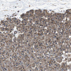 Immunohistochemical staining of human pancreas shows membranous positivity in exocrine glandular cells.