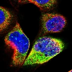 Immunofluorescent staining of human cell line A-431 shows localization to nuclear bodies & cytosol.