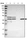 Anti-SLC22A23 Antibody