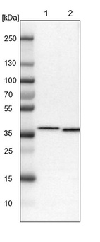 Lane 1: NIH-3T3 cell lysate (Mouse embryonic fibroblast cells)_br/_Lane 2: NBT-II cell lysate (Rat Wistar bladder tumour cells)