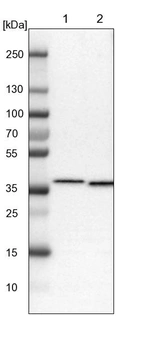 Lane 1: NIH-3T3 cell lysate (Mouse embryonic fibroblast cells)_br/_Lane 2: NBT-II cell lysate (Rat Wistar bladder tumour cells)