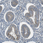 Immunohistochemical staining of human endometrium shows moderate granular cytoplasmic positivity in glandular cells.