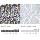 Anti-CLDN7 Antibody