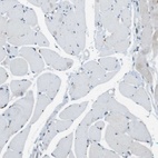 Immunohistochemical staining of human skeletal muscle shows low expression as expected.