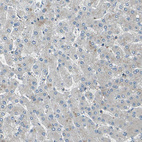 Immunohistochemical staining of human liver shows low expression in hepatocytes as expected.