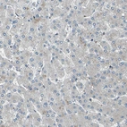 Immunohistochemical staining of human liver shows low expression in hepatocytes as expected.