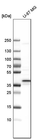 Western blot analysis in human cell line U-87 MG.