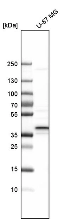 Western blot analysis in human cell line U-87 MG.