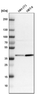 Western blot analysis in mouse cell line NIH-3T3 and rat cell line NBT-II.