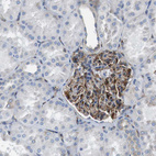 Immunohistochemical staining of human kidney shows moderate to strong cytoplasmic positivity in cells in glomeruli.