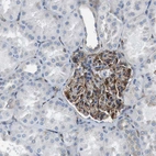 Immunohistochemical staining of human kidney shows moderate to strong cytoplasmic positivity in cells in glomeruli.